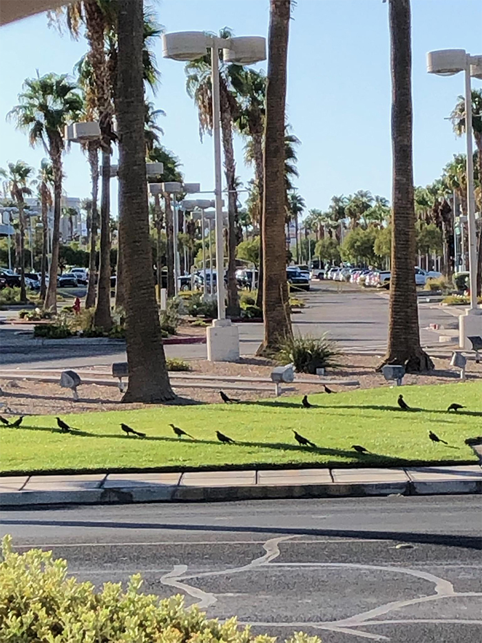 birds lined up for limited shade