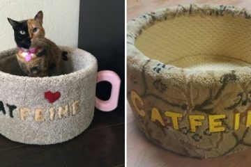 catfeine coffee mug cat bed