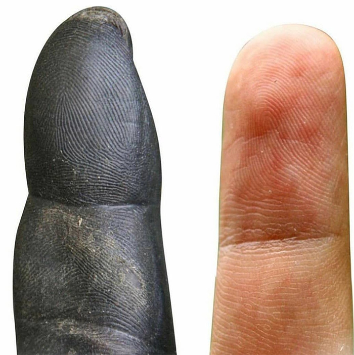 comparison images chimpanzee vs human fingertips
