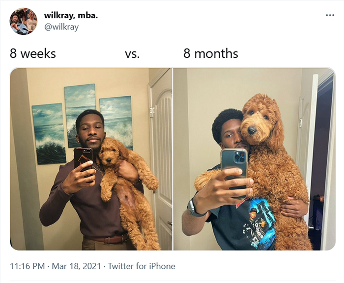 comparison images dog 8 weeks vs 8 months