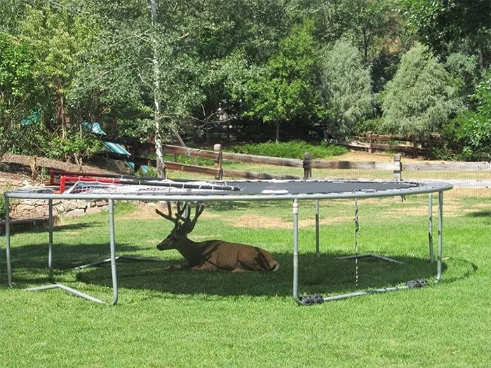 deer taking shade under trampoline