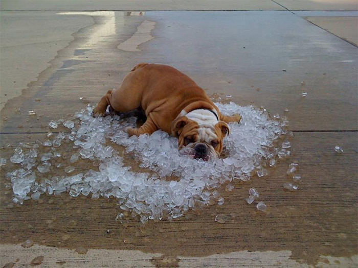 dog cooling off ice rocks