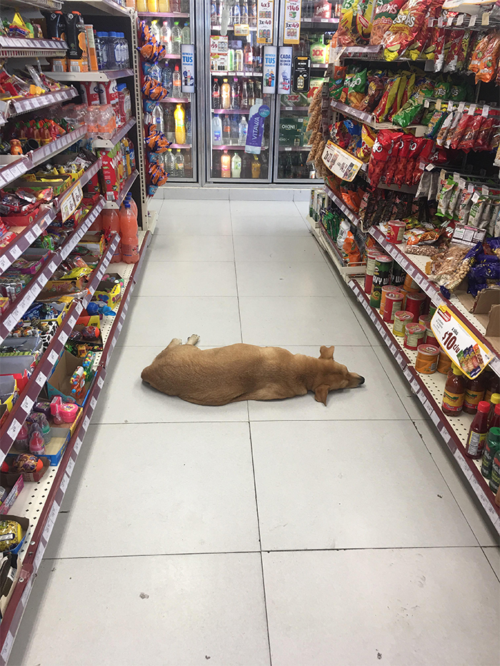 dog cooling off inside convenience store