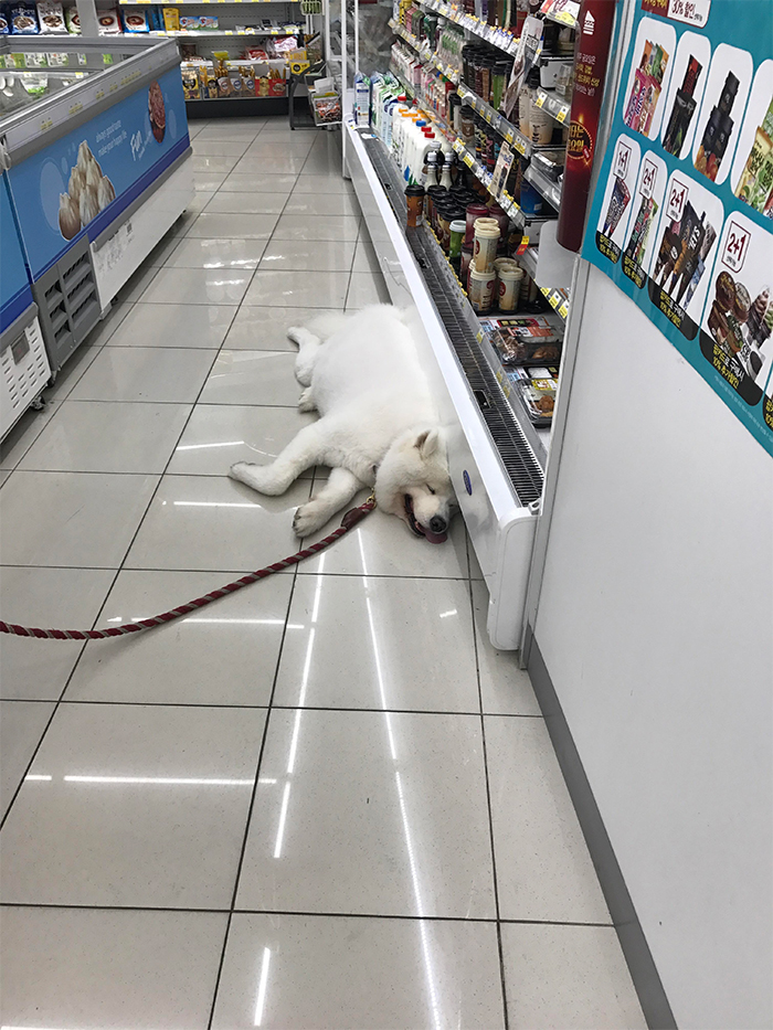 dog cooling off store refrigerator