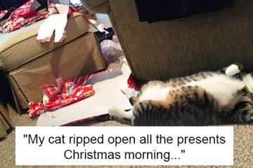 dogs and cats destroyed Christmas