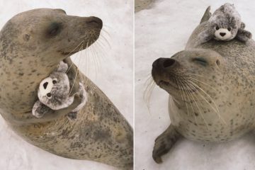 earless seal with toy