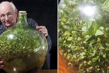 ecosystem in bottle