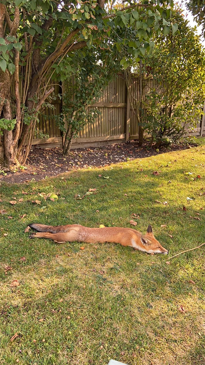 fox taking shade in the yard hot day