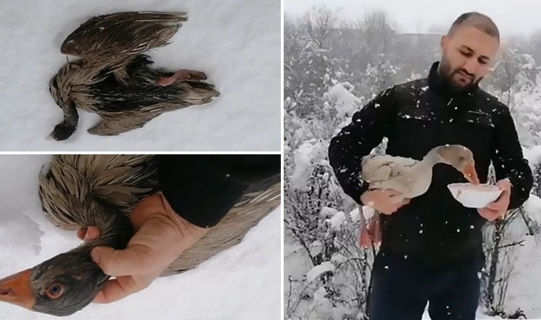 freezing goose rescued
