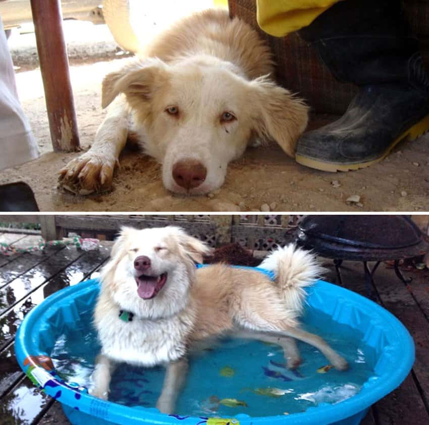 from-iran-to-united-states-rescued-dogs