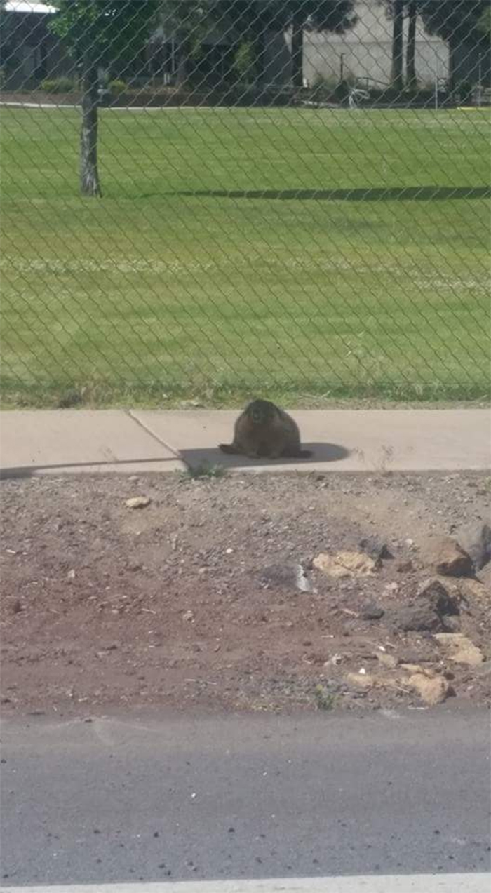gopher taking shade on hot day