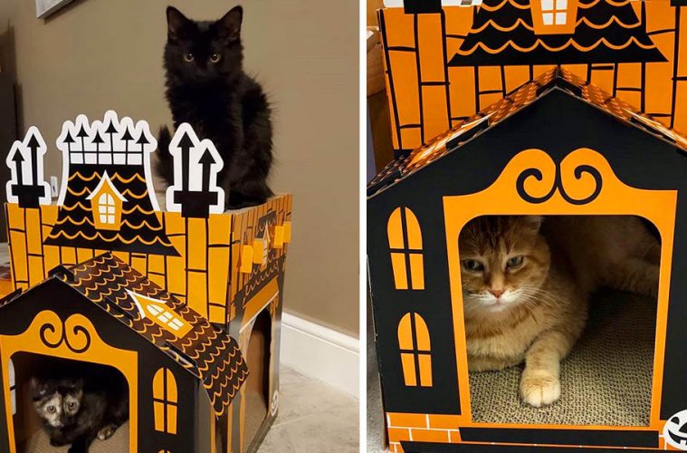 Haunted Cat Houses