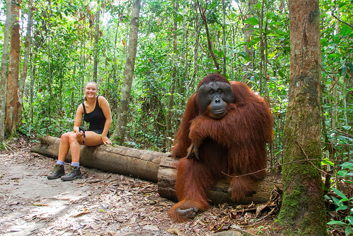 human girl vs orangutan size