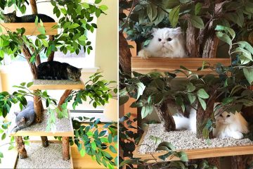 Indoor pet treehouses