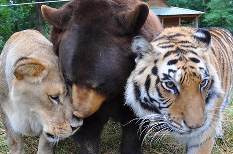 lion bear tiger friends