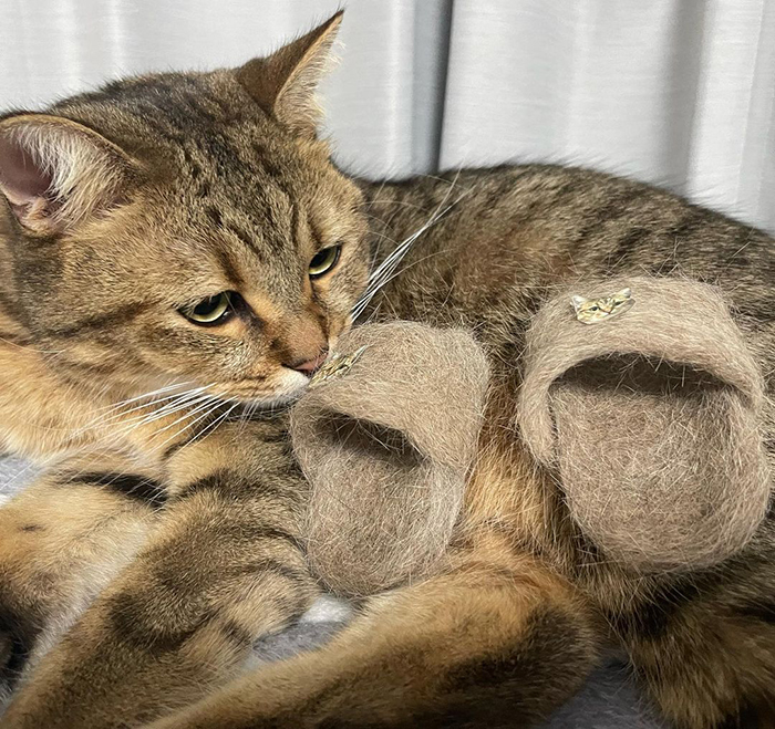 minira cat with slippers
