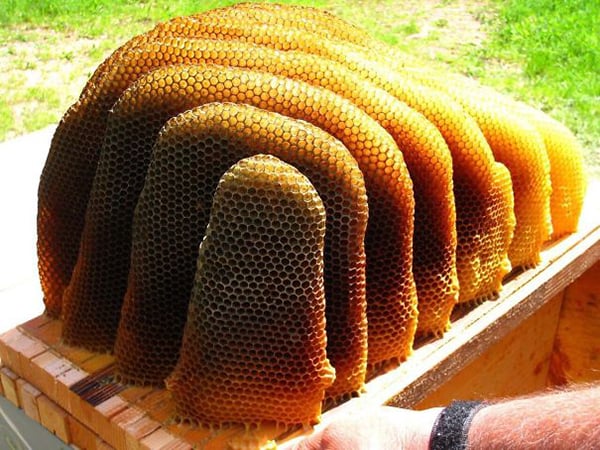 Oddly Satisfying Food Photos natural honeycomb