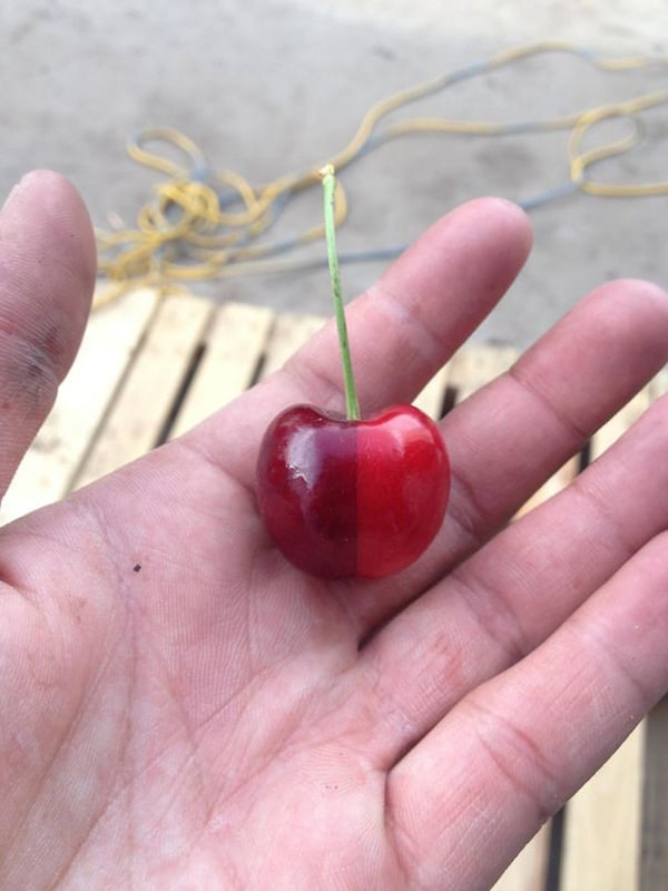 Oddly Satisfying Food Photos two toned cherry