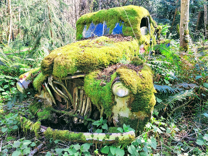 old car claimed by nature