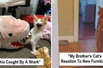 overdramatic cats