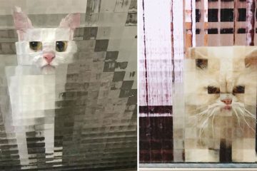 pixel cats