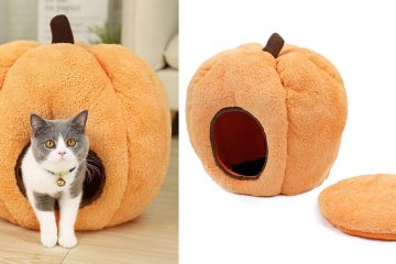 pumpkin cat bed