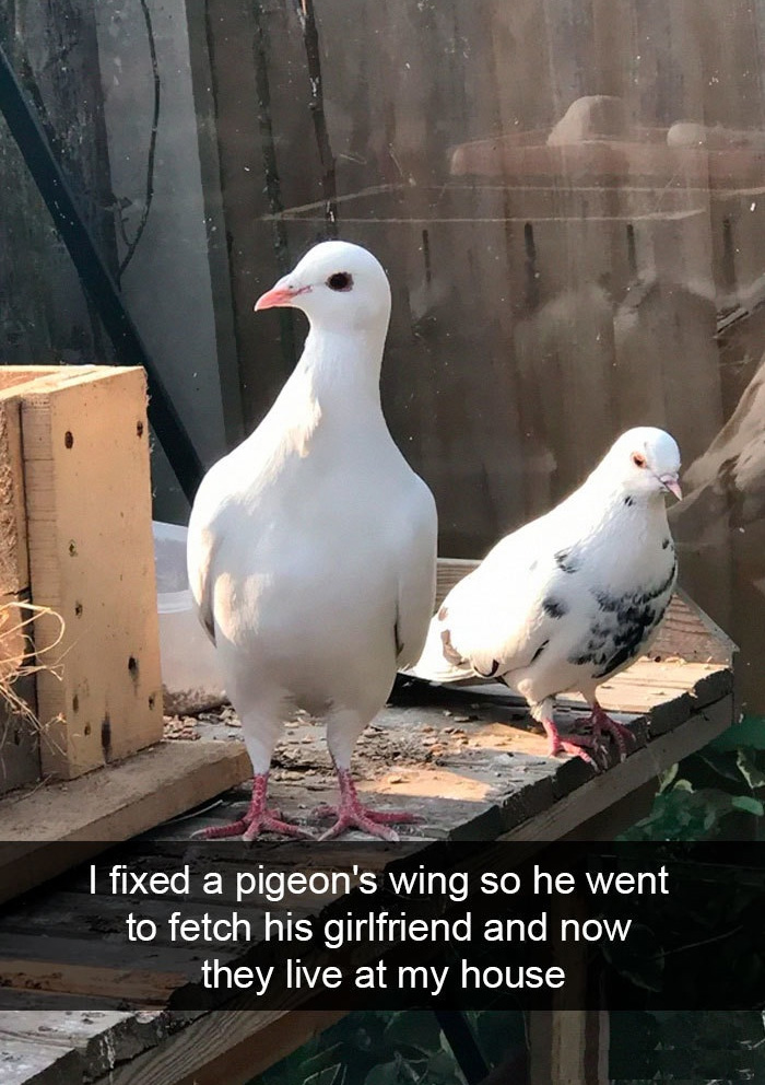 rescued pigeon brought girlfriend
