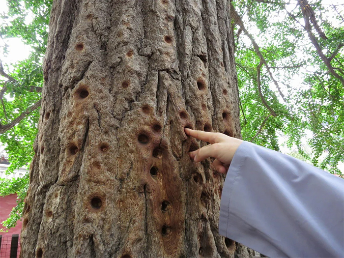 shaolin monks finger hole marks tree