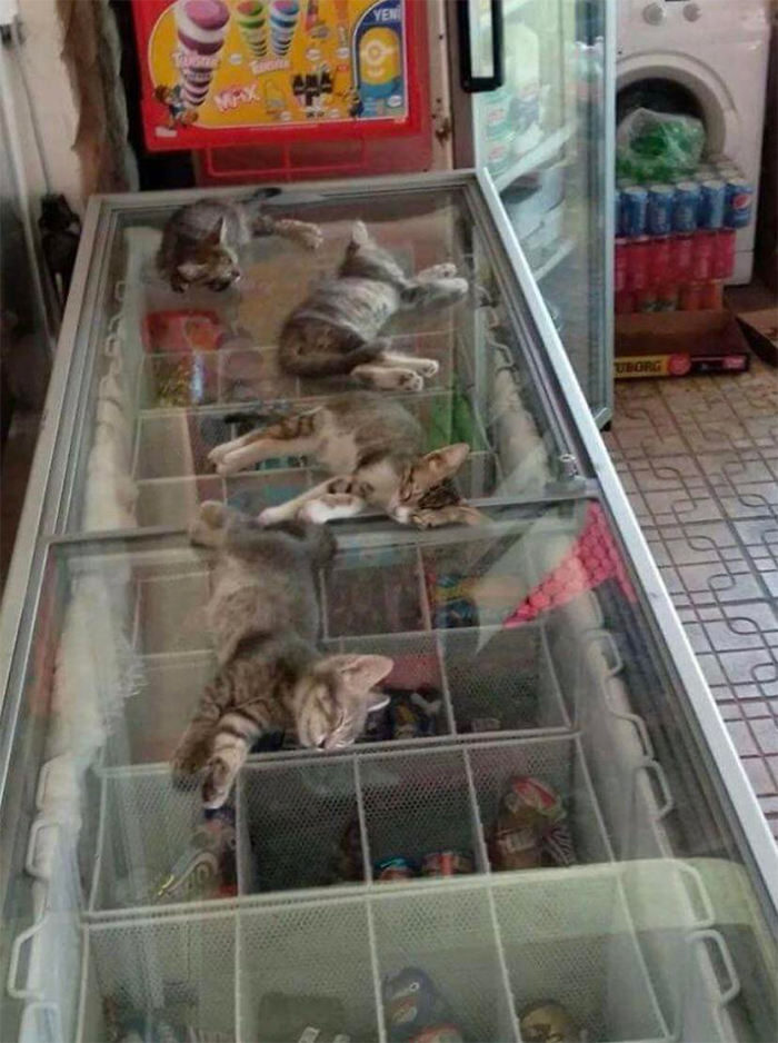 shop owner lets kittens cool down on top of freezer