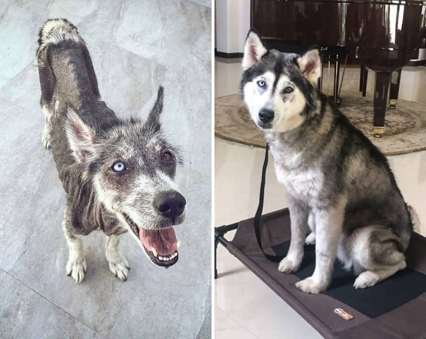 skinny-dirty-dog-transforms-into-a-handsome-dog-rescued-dogs