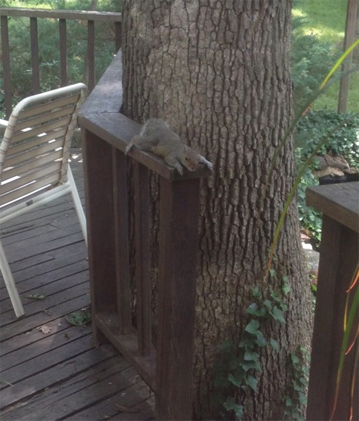 squirrel taking a break on a hot day