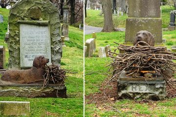 sticks on dogs grave