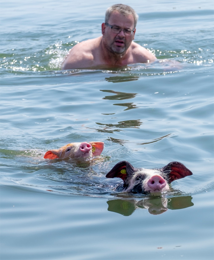 summer heatwaves farmer takes pigs for swimming
