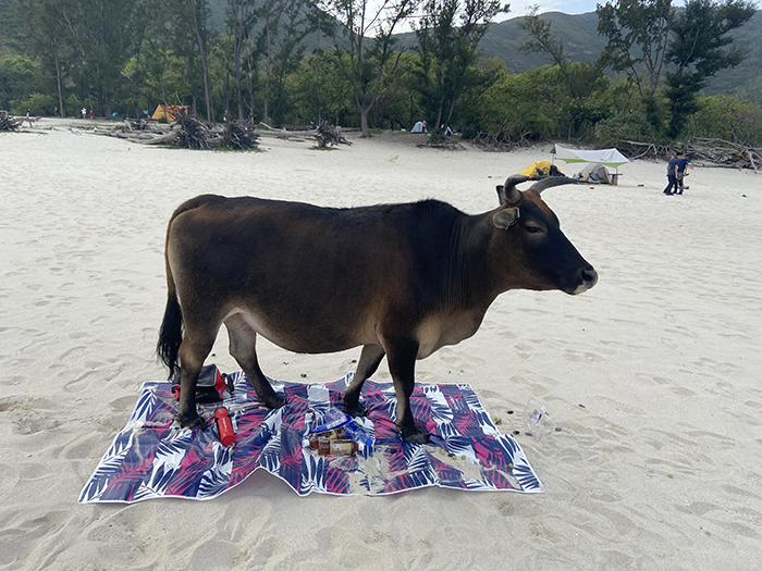 things gone wrong cattle on picnic blanket