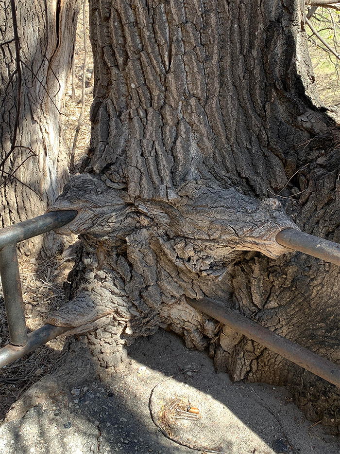 tree growing over worn down railing