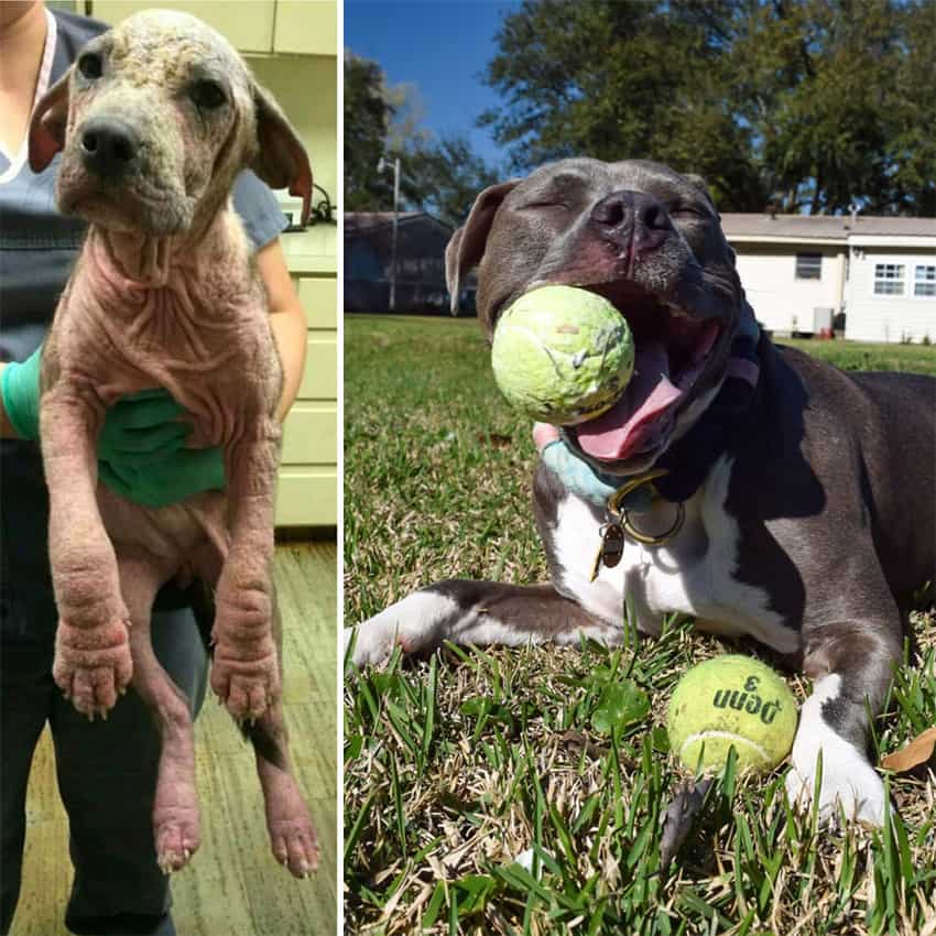 two-years-after-being-left-at-the-park-rescued-dogs