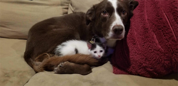 wholesome animals dog foster mama for kitten