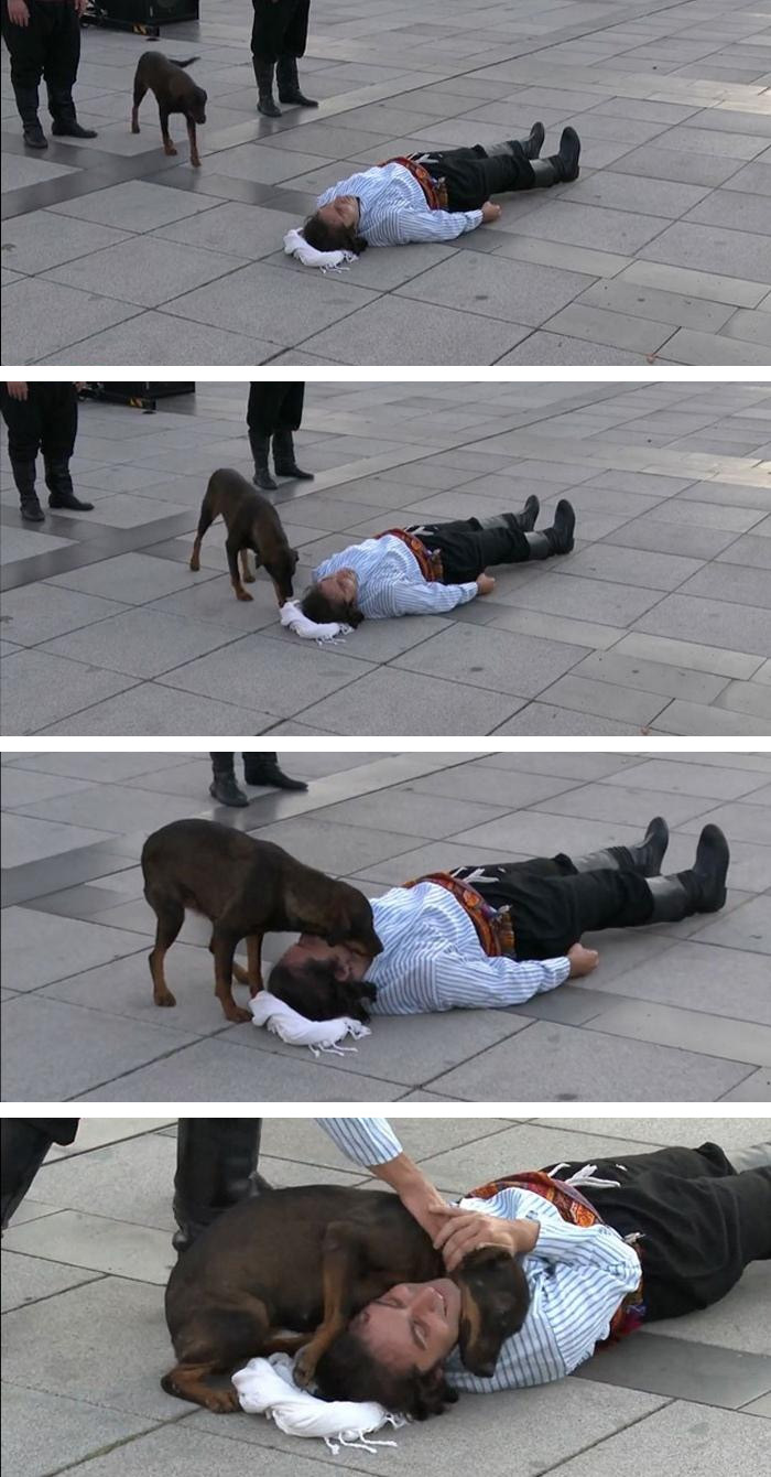 wholesome animals dog saves actor