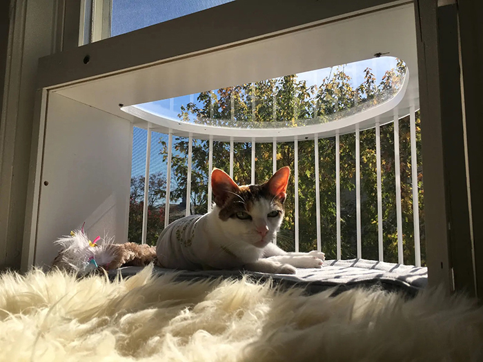 window perch for feline pet